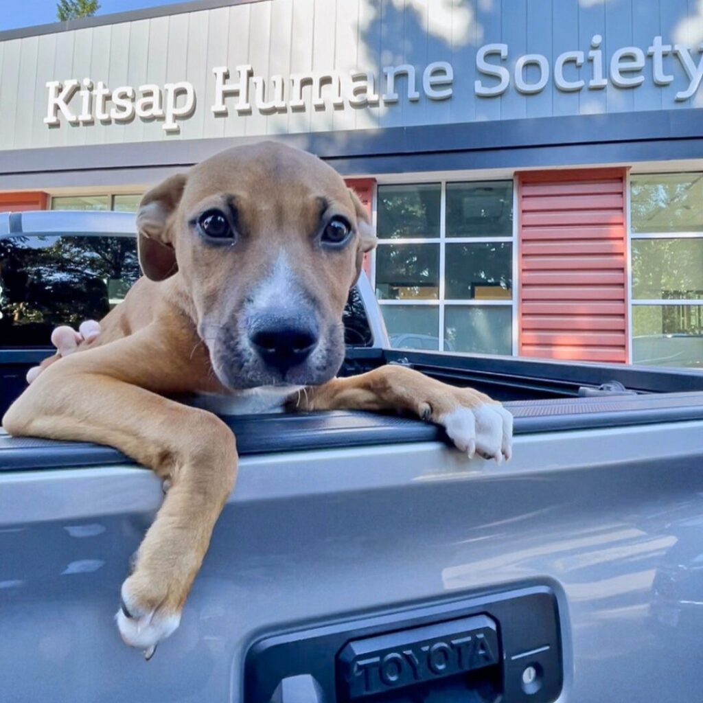 puppy in the back of a truck with the building and sign for Kitsap Humane Society behind him. Online auction with blue nest home 