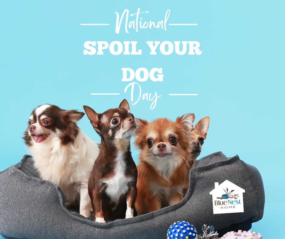 Text stating national spoil your dog day with image of four chihuahuas in a dog bed with dog toys in partnership with Kitsap Humane Society to raise donations. 